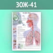Плакат «Что такое грипп?» (ЗОЖ-41, ламинированная бумага, А2, 1 лист)